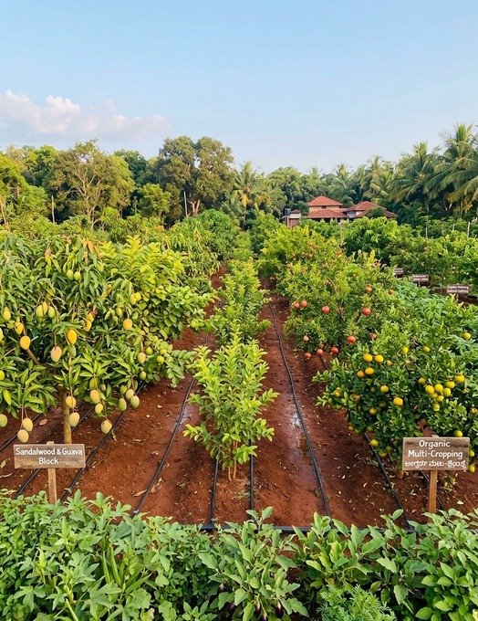 Fruit-bearing orchards at Krushi Bhoomi Farms