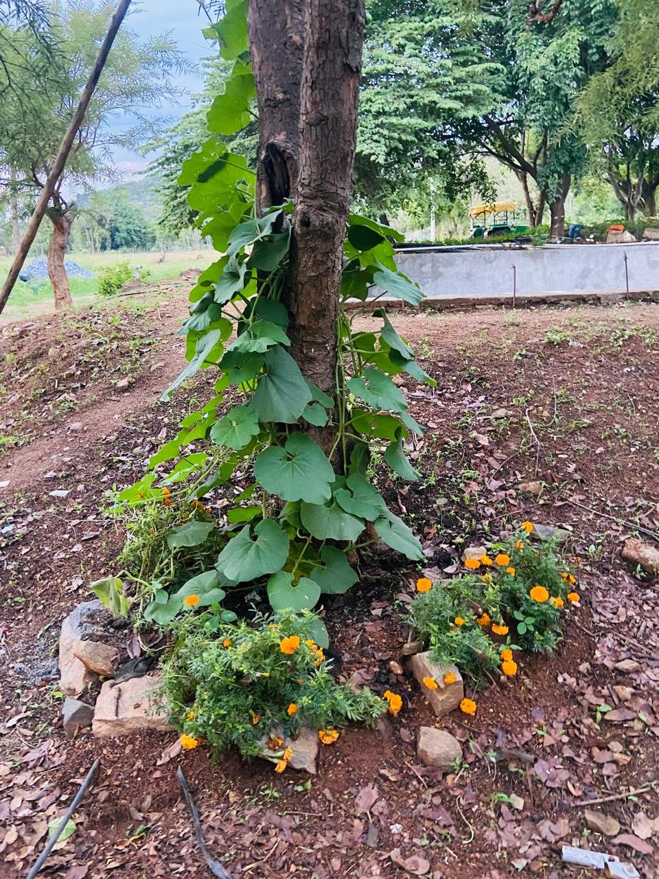 Krushi Bhoomi Farms — photo 8