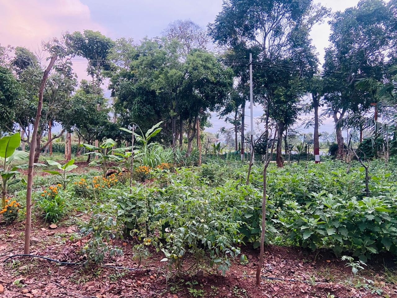 Krushi Bhoomi Farms — photo 10