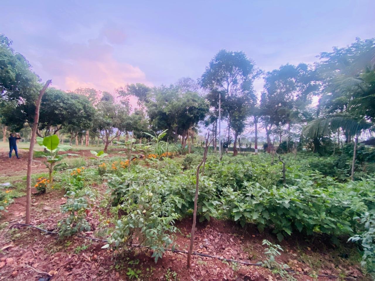 Krushi Bhoomi Farms — photo 11