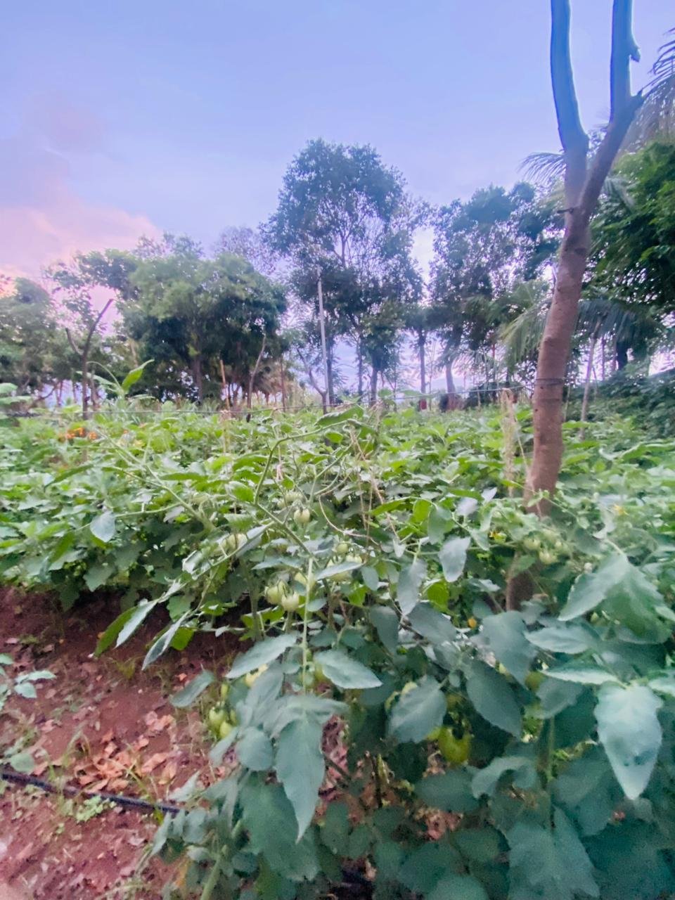 Krushi Bhoomi Farms — photo 12