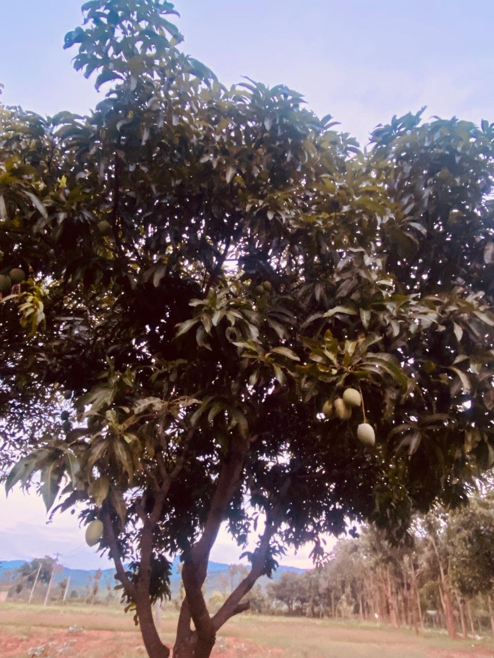 Krushi Bhoomi Farms — photo 14