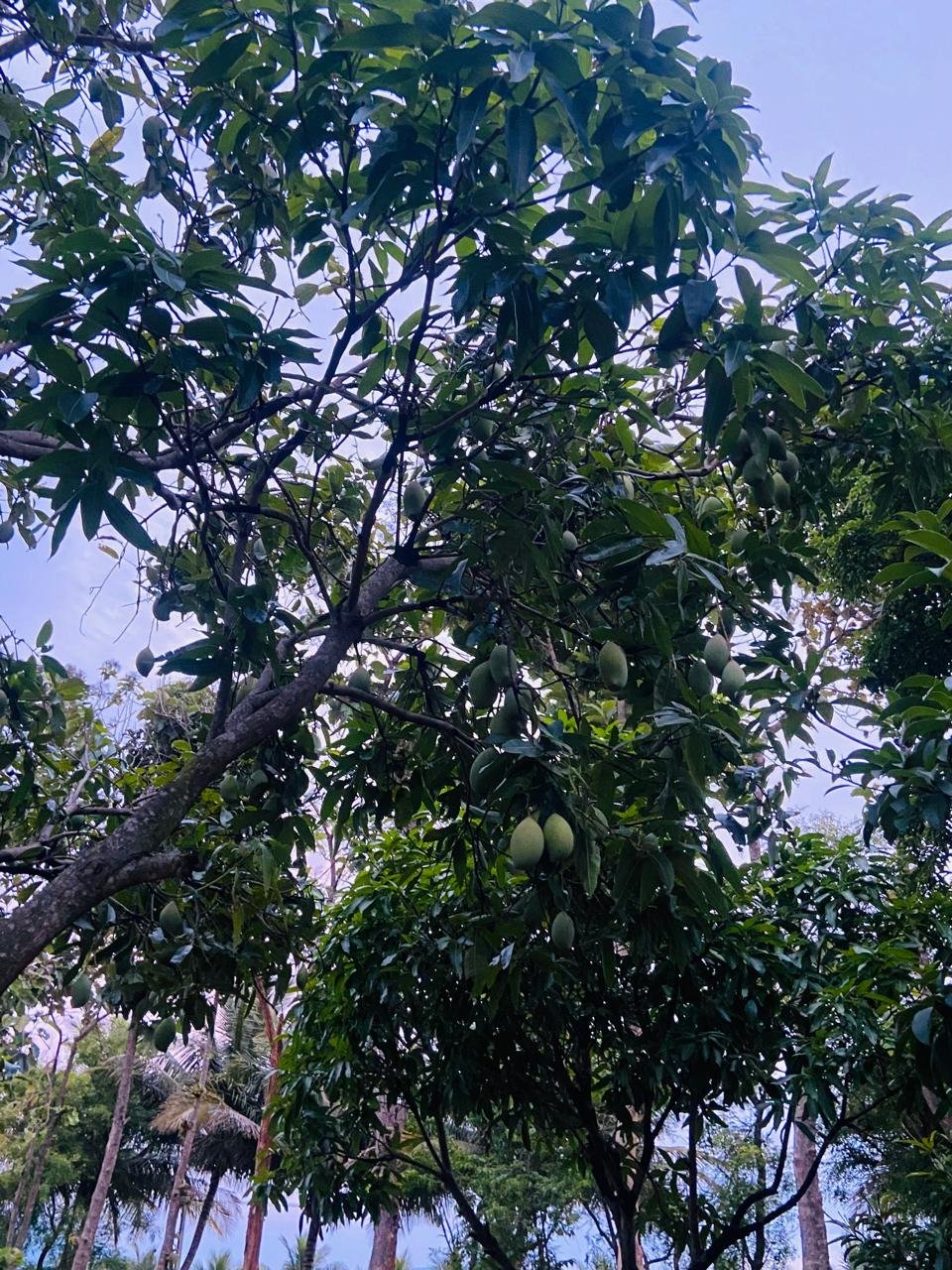 Krushi Bhoomi Farms — photo 16