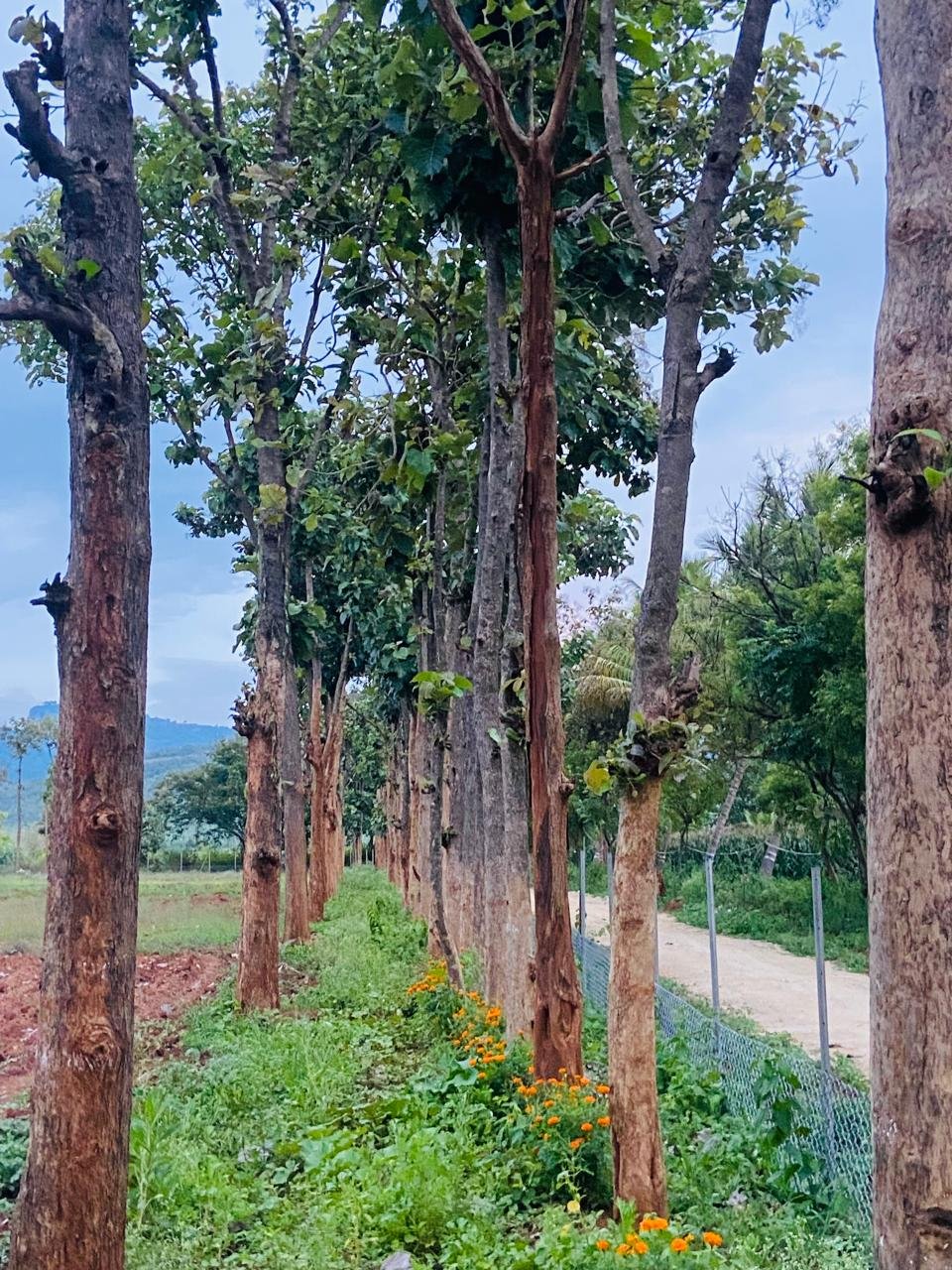 Krushi Bhoomi Farms — photo 17