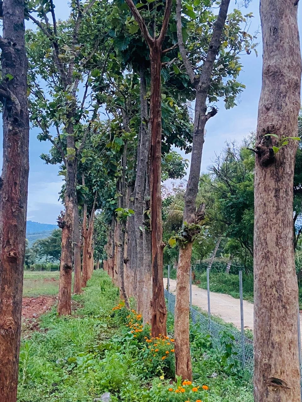Krushi Bhoomi Farms — photo 18
