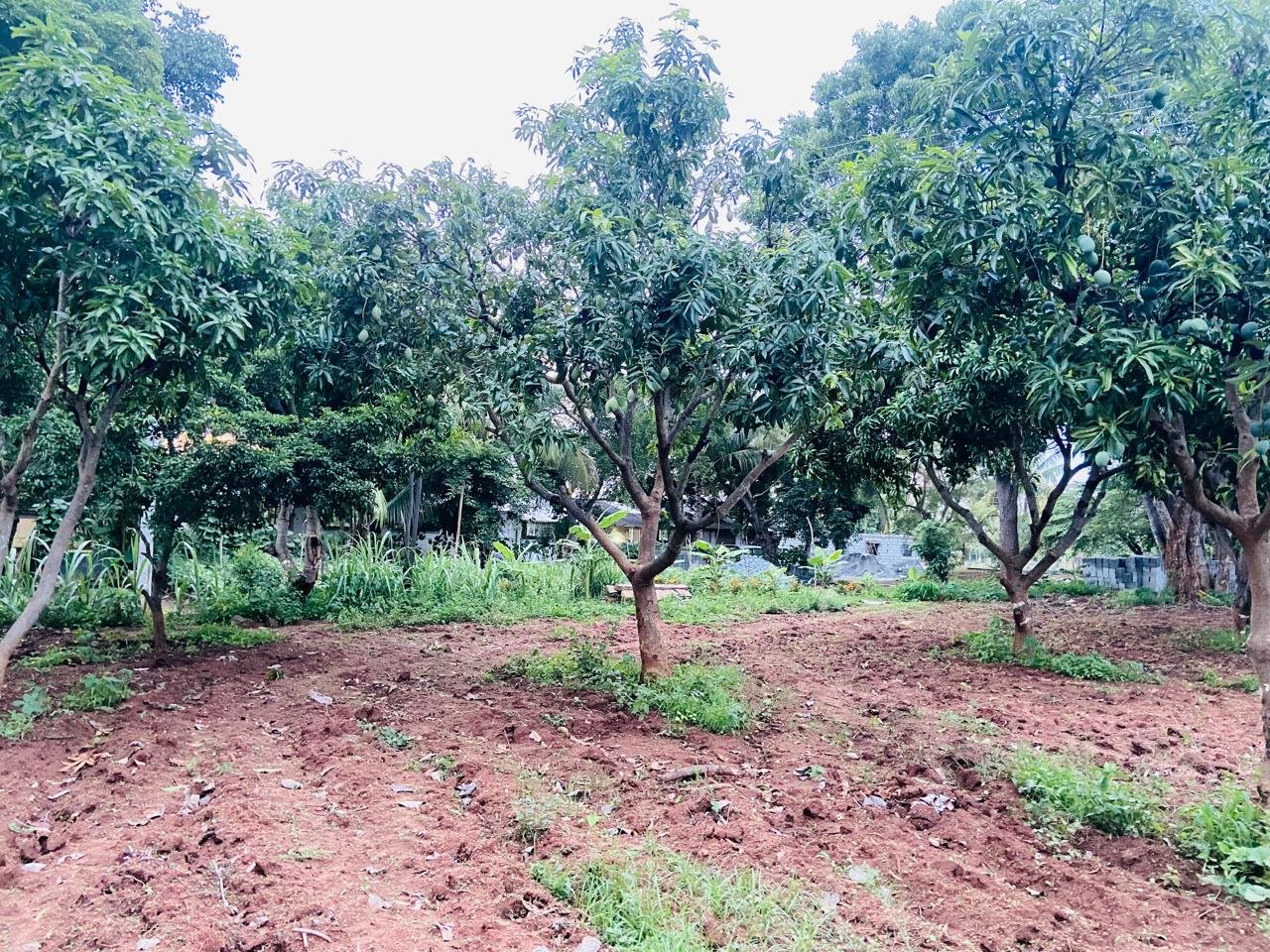 Krushi Bhoomi Farms — photo 21
