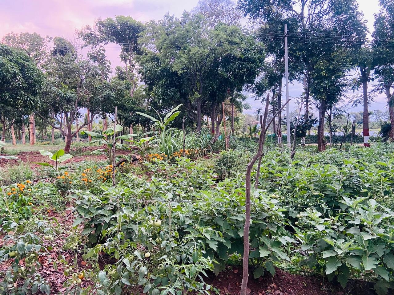 Krushi Bhoomi Farms — photo 26