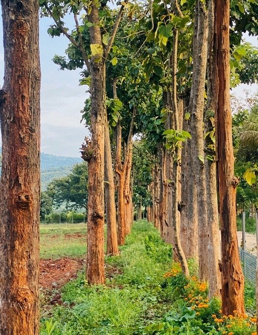 Sandalwood plantation at Krushi Bhoomi Farms